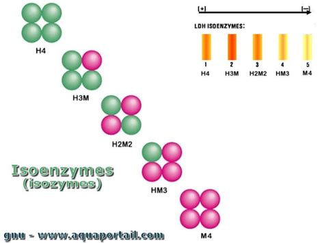 Isozyme .